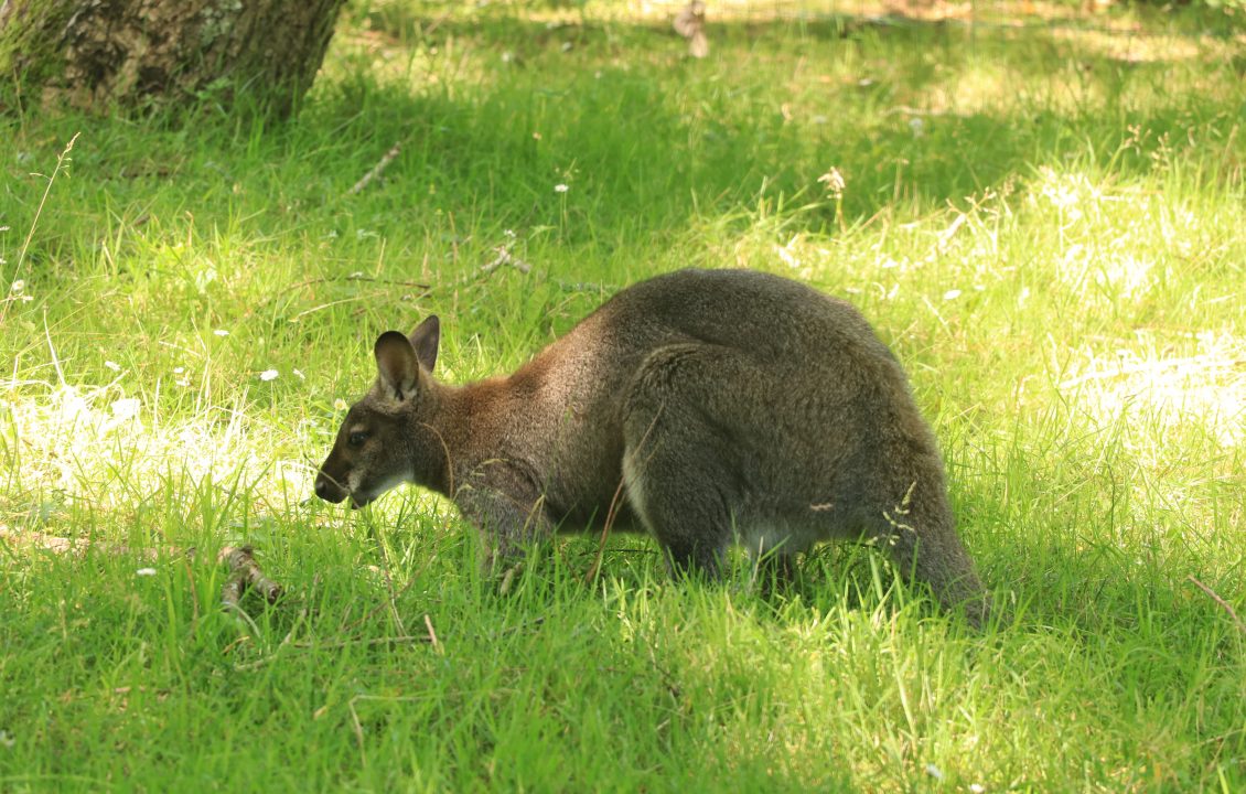 Wallaby dans l'herbe séjour Pays Basque Camping Le Ruisseau