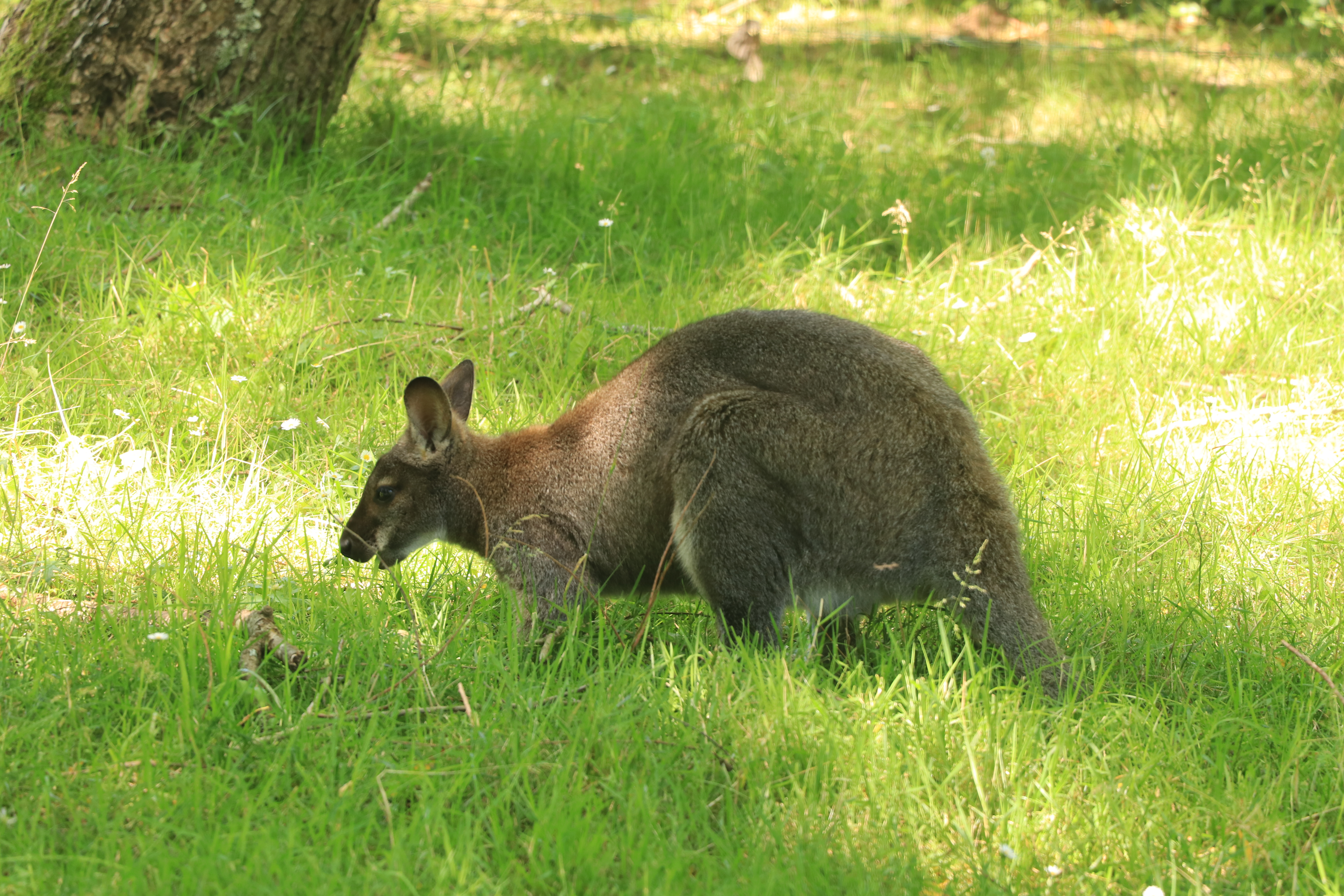 Wallaby dans l'herbe séjour Pays Basque Camping Le Ruisseau