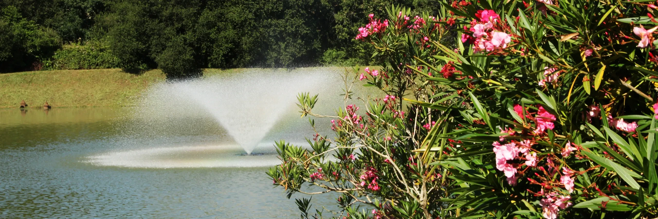 Au Camping le ruisseau, camping à Bidart, un jet d’eau anime un plan d’eau bordé de lauriers-roses en fleurs.